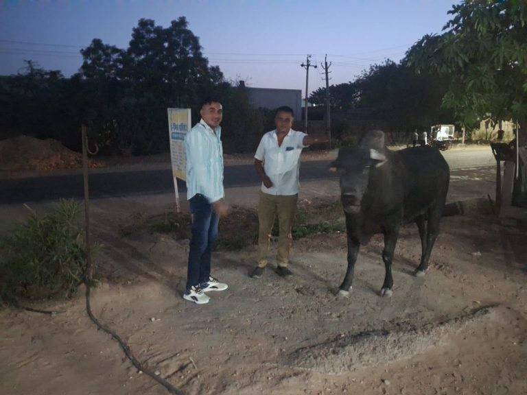 लूणी के पूर्व विधायक मलखान सिंह  विशनोई  के जन्मदिवस पर गो माता को 21 किलो गुड़ खिलाया