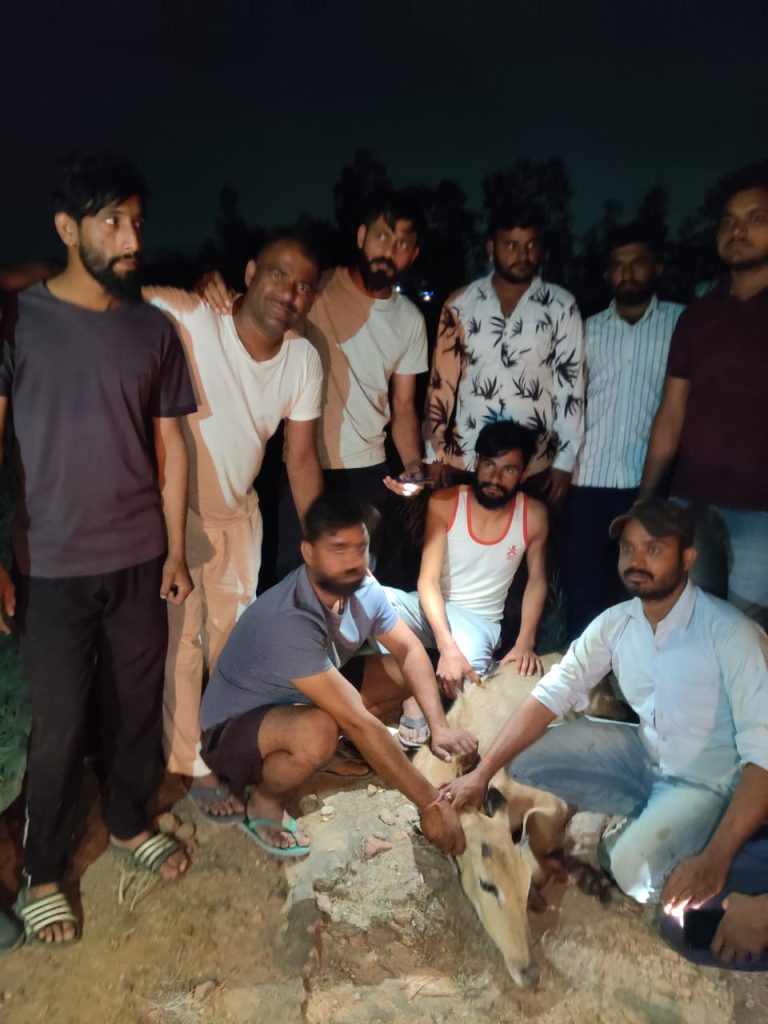 नीलगाय के बच्चे की समय पर बचाई जान