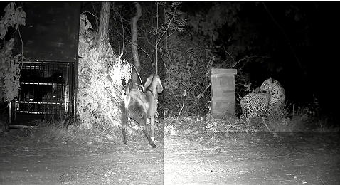 लेपर्ड एक बार फिर आया नजर