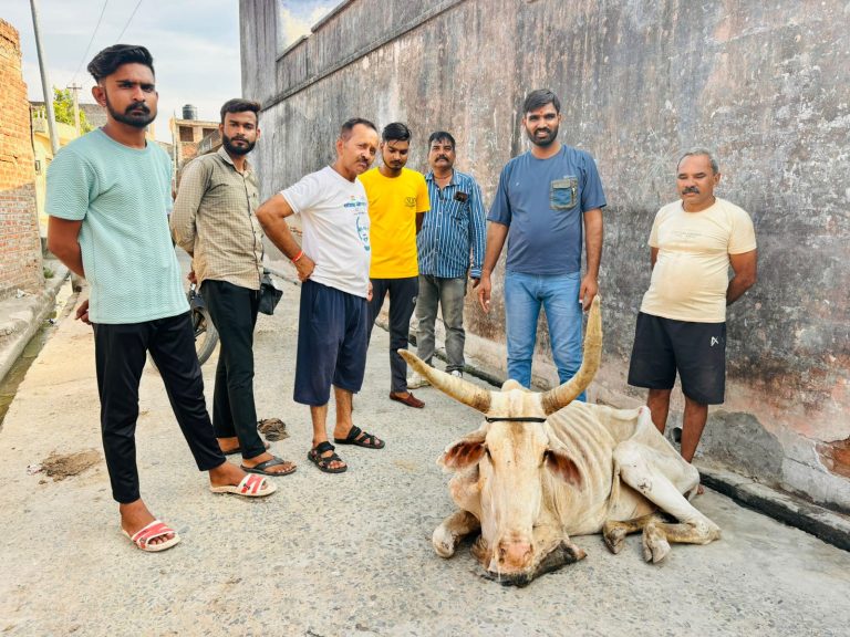 नाले में गिरी गाय को ग्रामीणों की सूचना पर कृष्ण सेना कि टीम पहुंची मौके पर